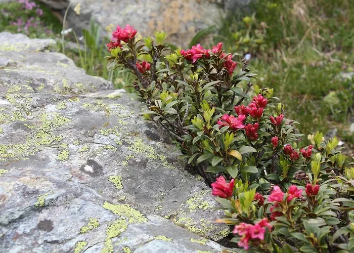 Hotel Ambiente Saas-Fee